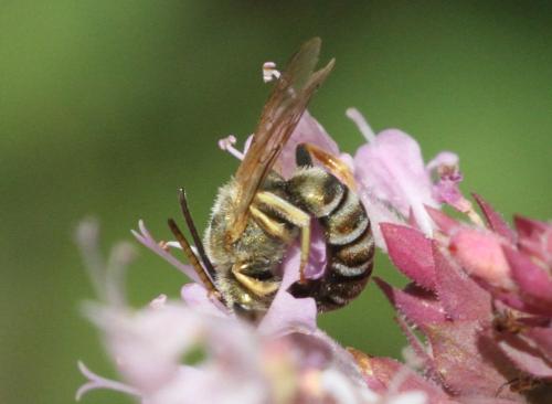 Seladonia submediterranea